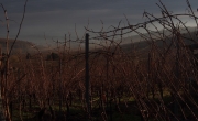 Brume et vigne