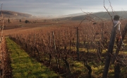 Brume et vigne