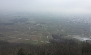 Vignes sous la brume