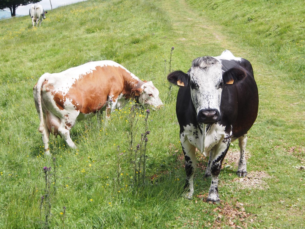 Vaches Vosgiennes