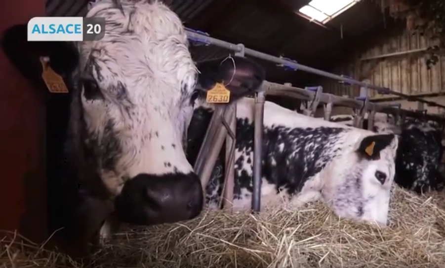 Vache vosgienne
